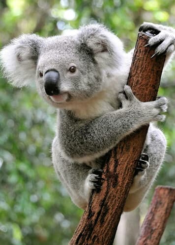 Koalas