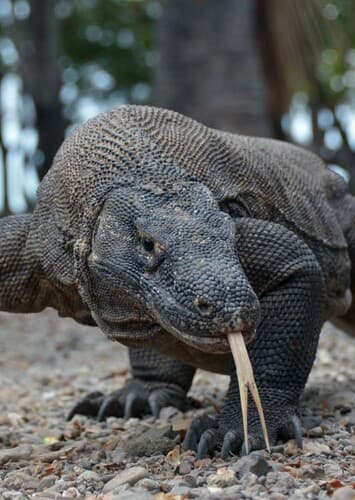 Komodo Dragon
