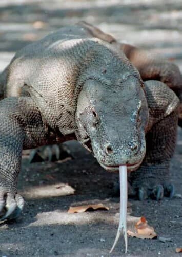 Komodo Dragon