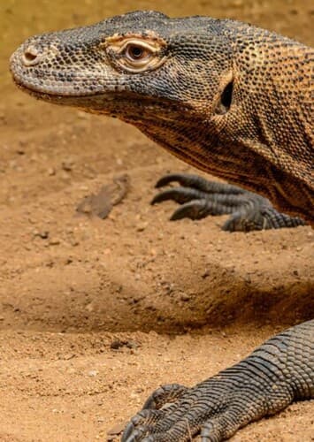Komodo Dragon
