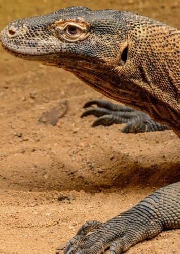 Komodo Dragon