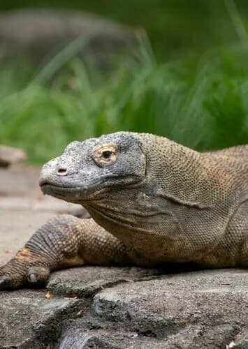 Komodo Dragon