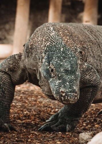 Komodo Dragon