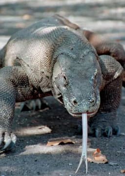 Komodo Dragon