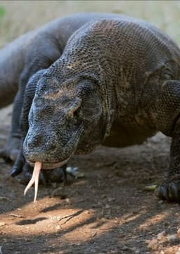 Komodo Dragon