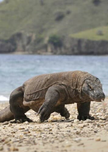 Komodo Dragon