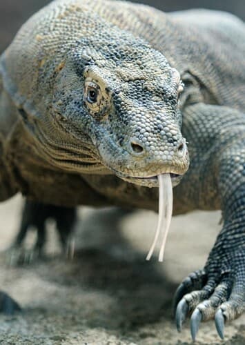 Komodo Dragon