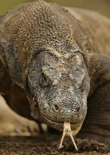 Komodo Dragon