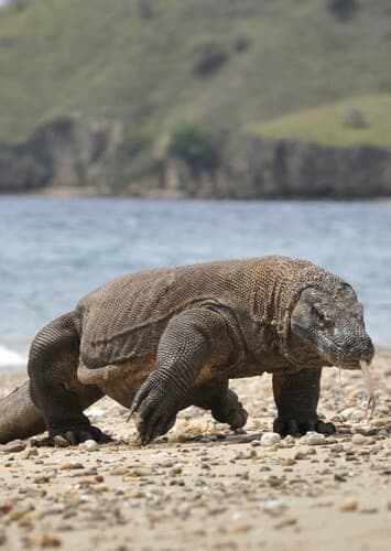 Komodo Dragon