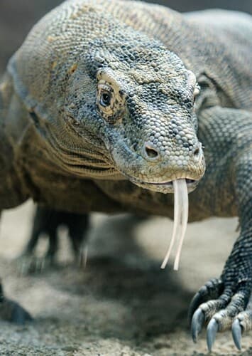 Komodo Dragon