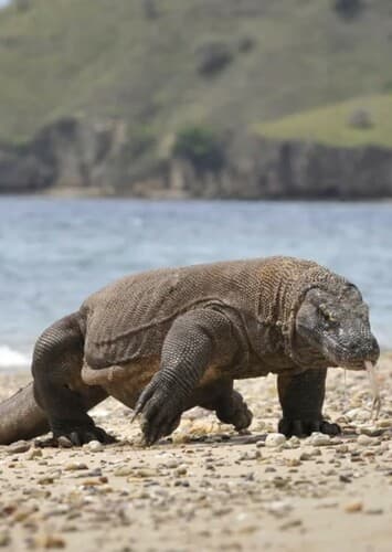 Komodo Dragon