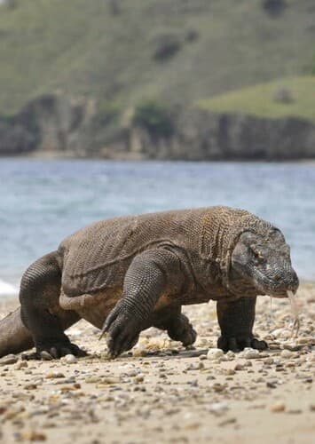 Komodo Dragon