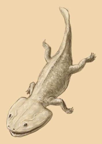 Koolasuchus
