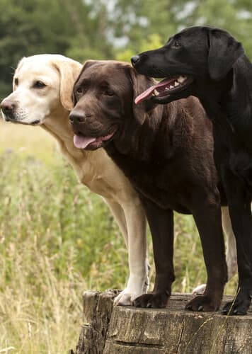 Labrador Retriever
