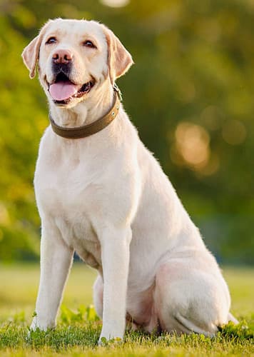 Labrador Retriever Dog