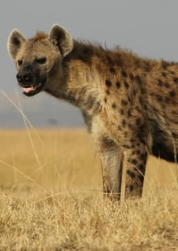 Lady Hyena
