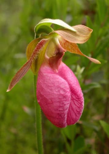 Lady's Slipper
