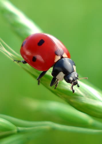 Ladybug