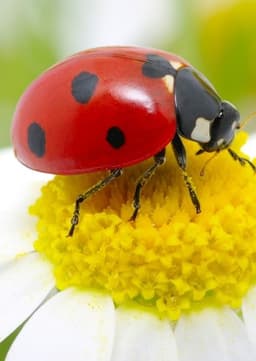 Ladybugs