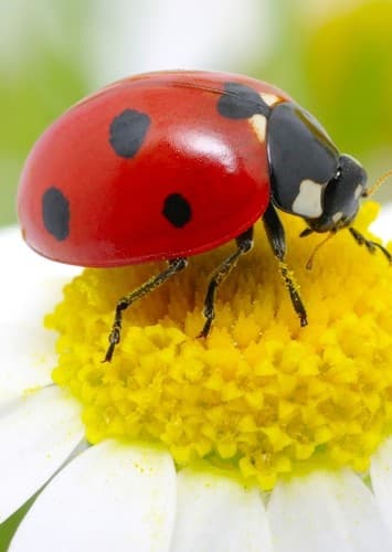 Ladybugs