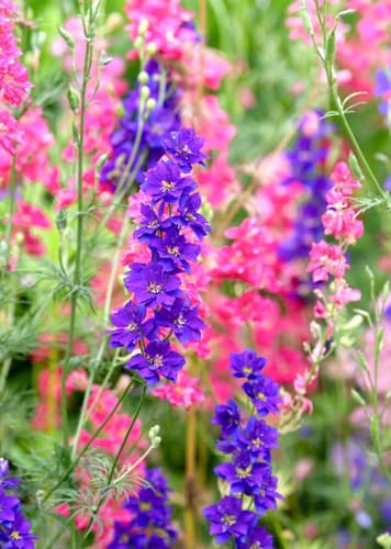 Larkspur