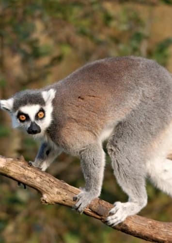Larry the Ring Tailed Lemur