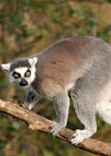 Larry the Ring Tailed Lemur