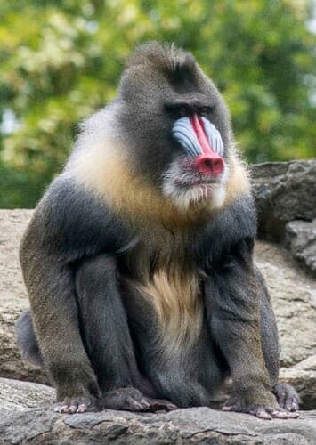 Lead Mandrill