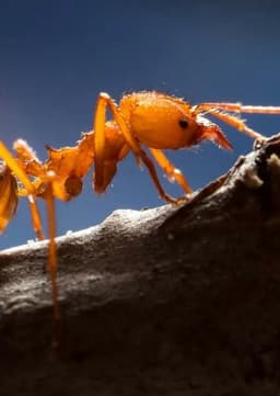 Leaf Cutter ant