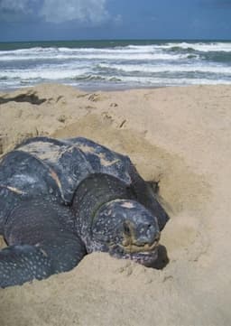Leatherback Sea Turtle