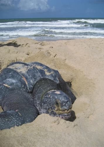 Leatherback Sea Turtle