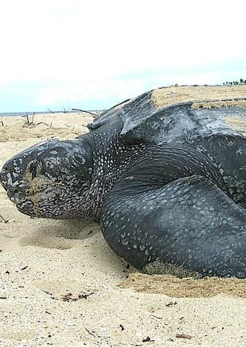 Leatherback Sea Turtle