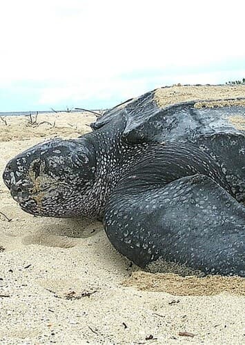 Leatherback Turtle