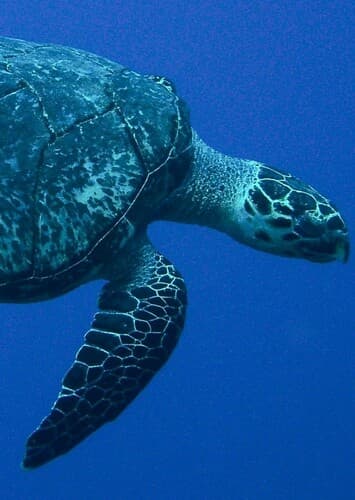 Leatherback Turtle