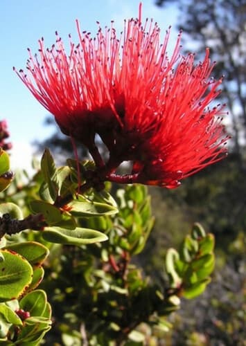Lehua