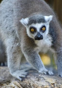 Lemur