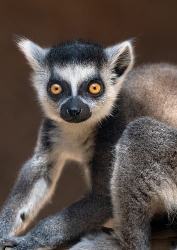 Lemur