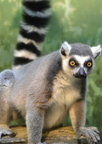 Lemur