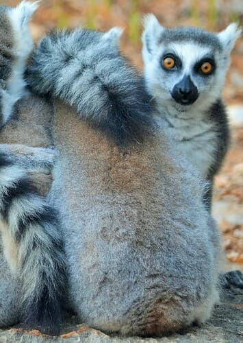 Lemur
