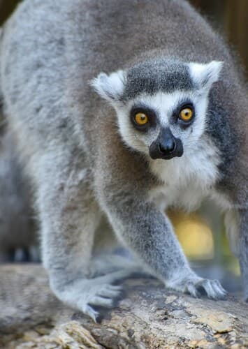 Lemur