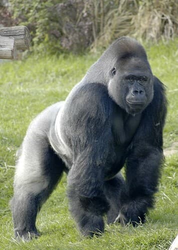 Lenny the Gorilla