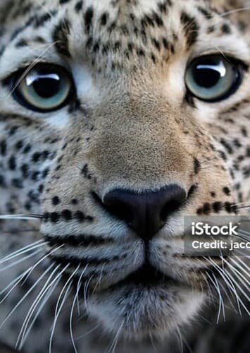 Leopard
