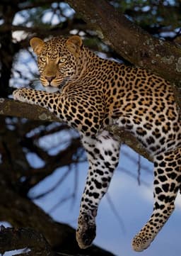 Leopard