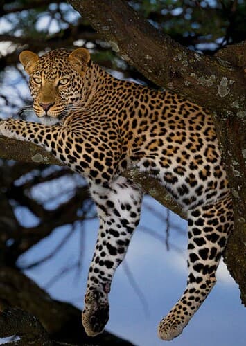 Leopard