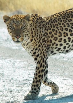 Leopard