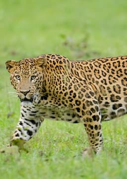 Leopard