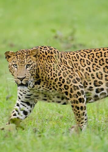 Leopard