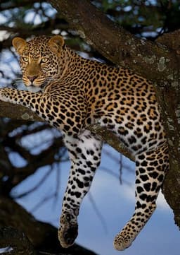 Leopard