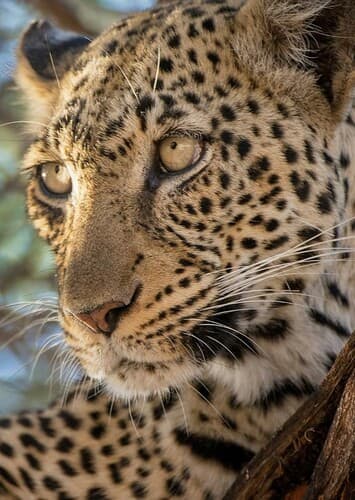 Leopard