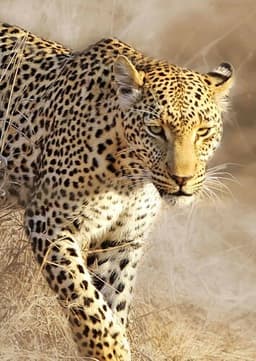 Leopard